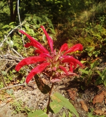 Monarda pringlei