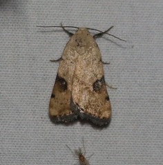Micrathetis costiplaga