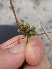 Cyperus grayi