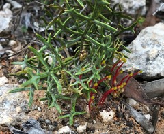 Grevillea angustiloba