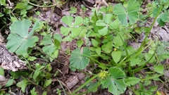 Marsilea macropoda