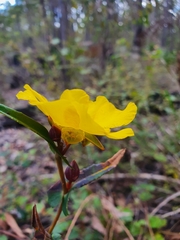 Hibbertia amplexicaulis