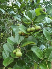 Sarcomphalus domingensis