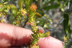 Phylica axillaris