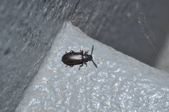 Luprops orientalis