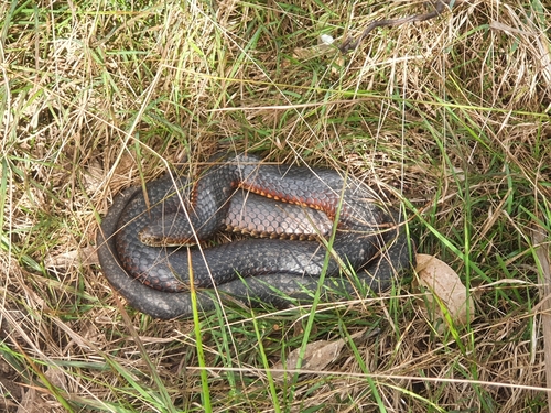 Lowlands Copperhead sighting