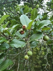 Sarcomphalus domingensis