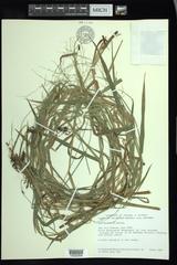 Torreyochloa pallida