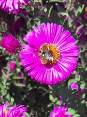 Bombus humilis