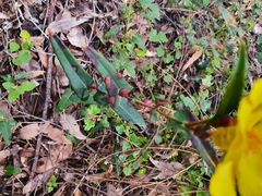 Hibbertia amplexicaulis