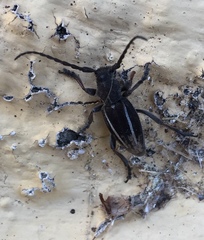 Neodorcadion bilineatum