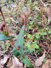 Hibbertia amplexicaulis