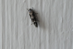 Mompha sturnipennella