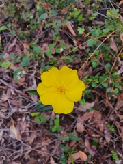 Hibbertia amplexicaulis