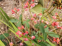 Kennedia coccinea