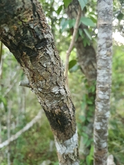 Sarcomphalus domingensis