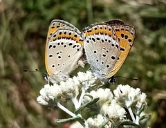 Lycaena panava