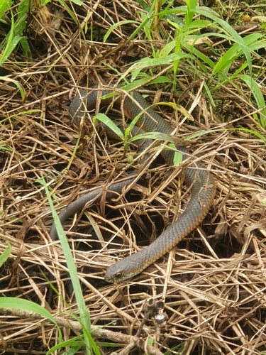 Lowlands Copperhead sighting