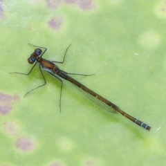 Austrocnemis maccullochi