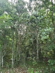 Sarcomphalus domingensis