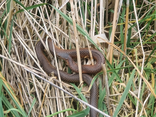 Lowlands Copperhead sighting