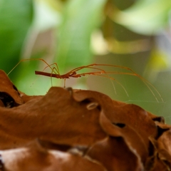 Tetragnatha rubriventris