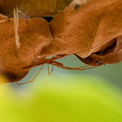 Tetragnatha rubriventris