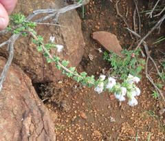 Eriocephalus spinescens