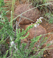 Eriocephalus spinescens