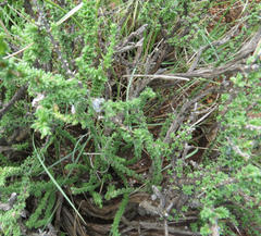 Eriocephalus spinescens