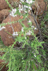 Eriocephalus spinescens