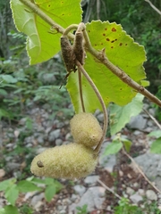 Helicteres jamaicensis