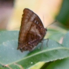 Arhopala micale