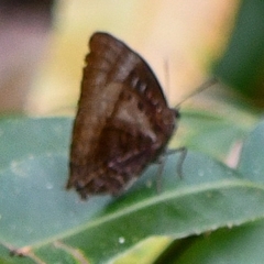 Arhopala micale