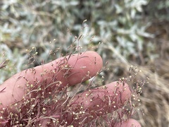 Euphorbia gracillima