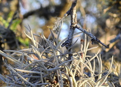 Tillandsia virescens