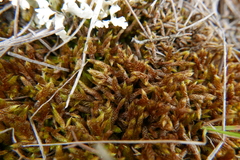 Hypnum cupressiforme lacunosum