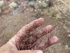 Euphorbia gracillima