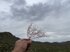 Euphorbia gracillima