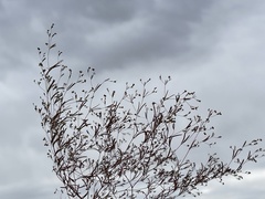 Euphorbia gracillima