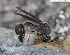 Eumenes septentrionalis