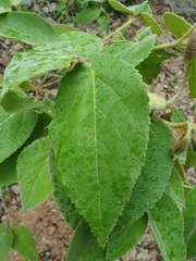 Helicteres jamaicensis