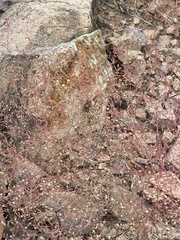 Euphorbia gracillima