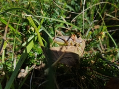 Ephippiger persicarius