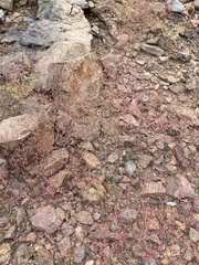 Euphorbia gracillima