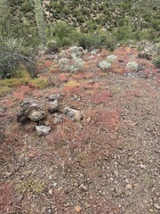 Euphorbia gracillima