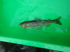 Plecoglossus altivelis