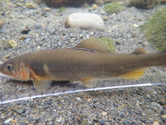 Plecoglossus altivelis
