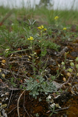 Alyssum montanum