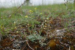 Alyssum montanum
